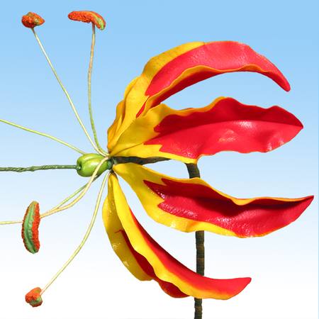 Gloriosa Lily (flame Lily) flower cutter